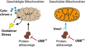 Mitochondrien